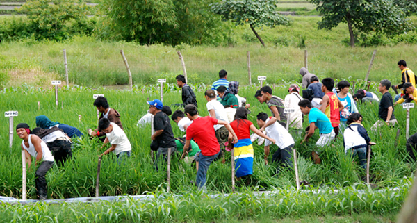 Golden Rice Trampling Main