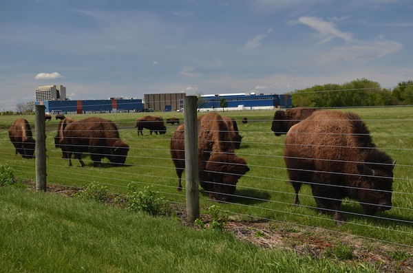 Fermilab Bison Main