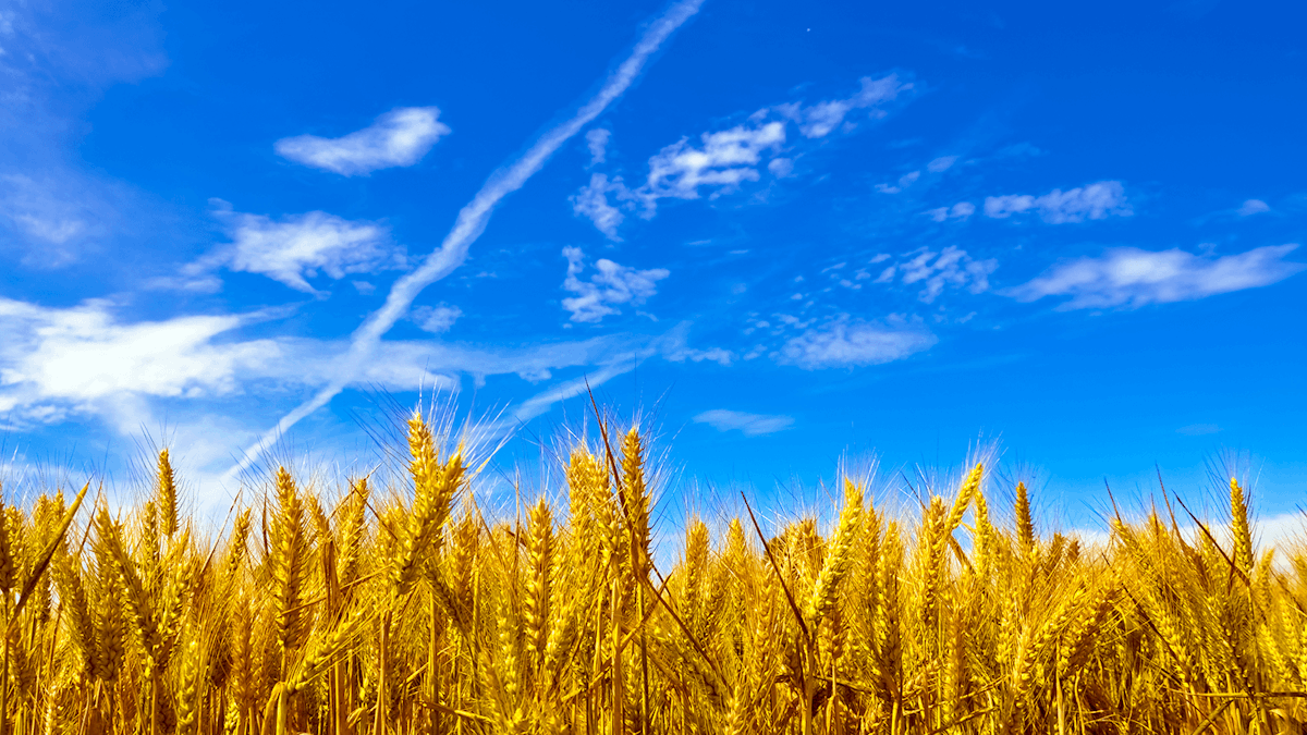 The World’s First Genetically Engineered Wheat Is Here