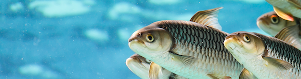 Screen Shot 2017 04 17 At 8 11 41 Pm