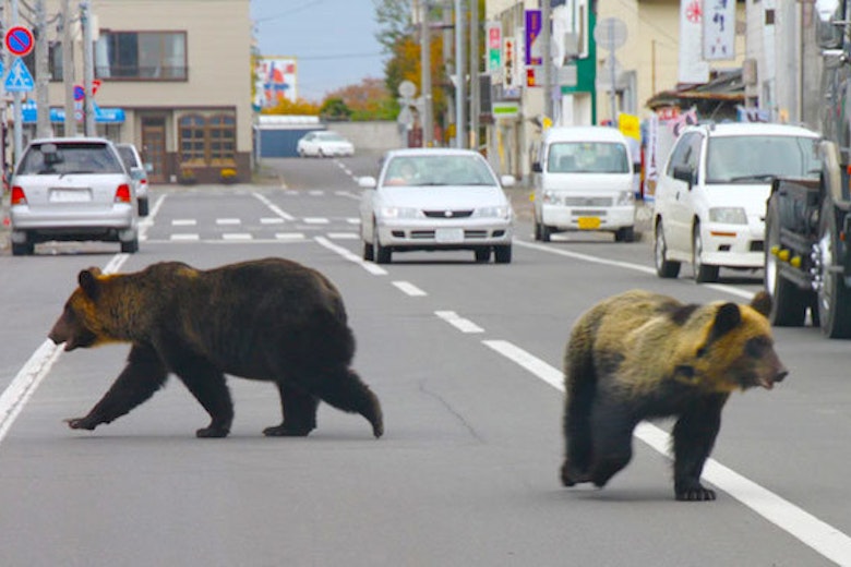 Urban Bears