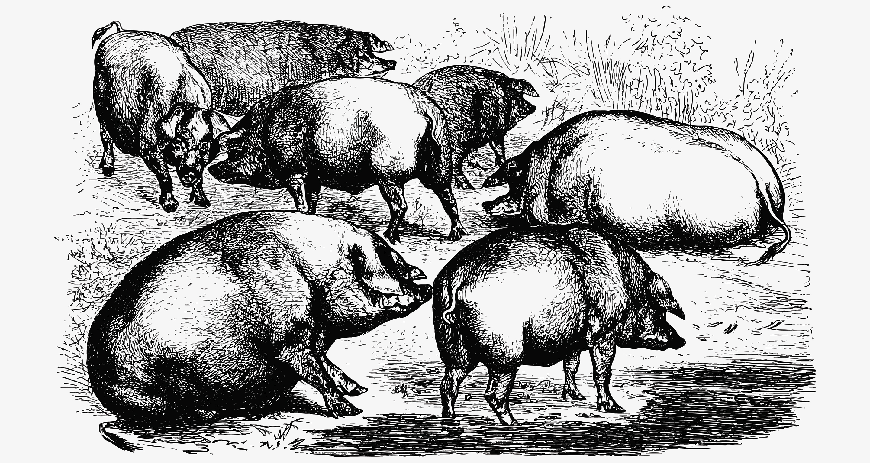 Capitalist pigs cover