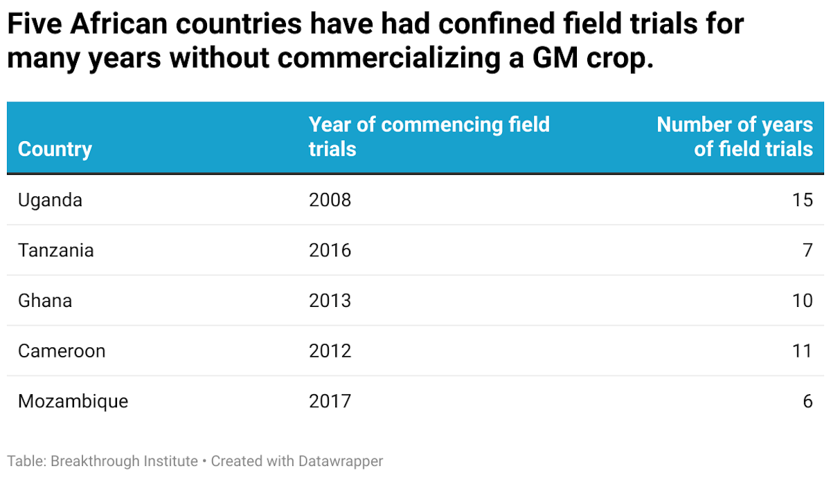 Five african countries have had confined field trials for many years without commercializing a gm crop