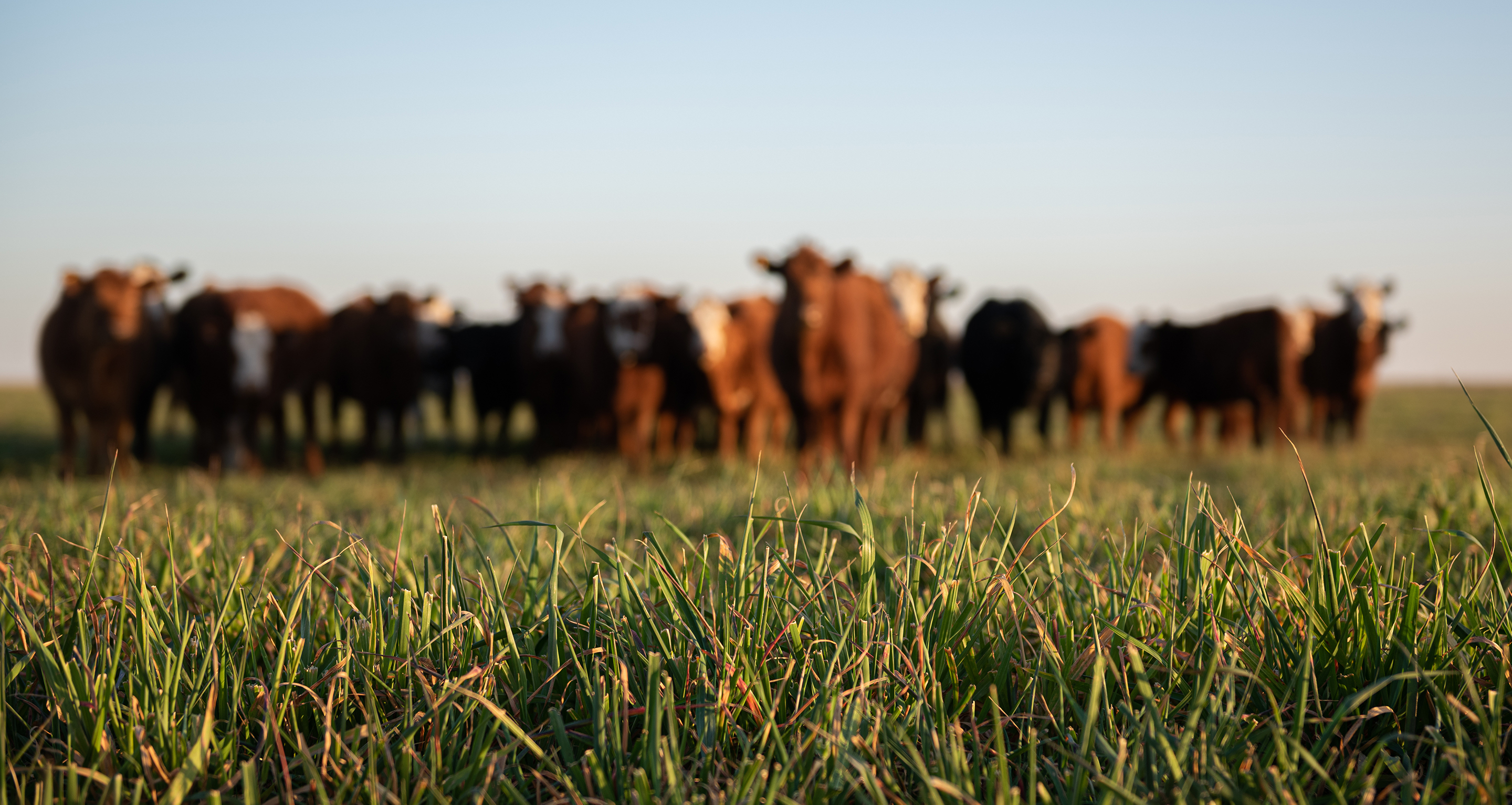 Marta kind cruel cover