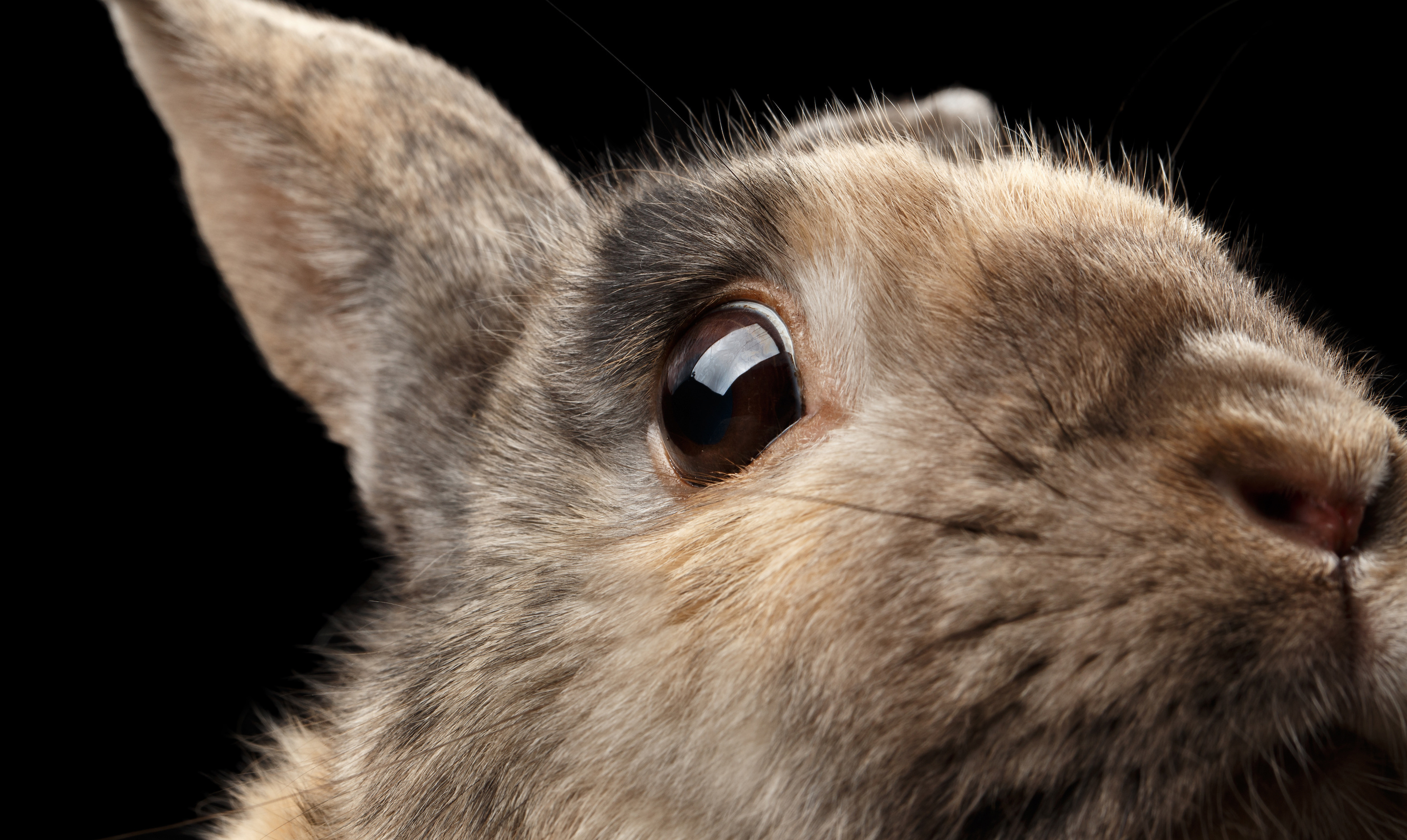 Moralabolishwilderness