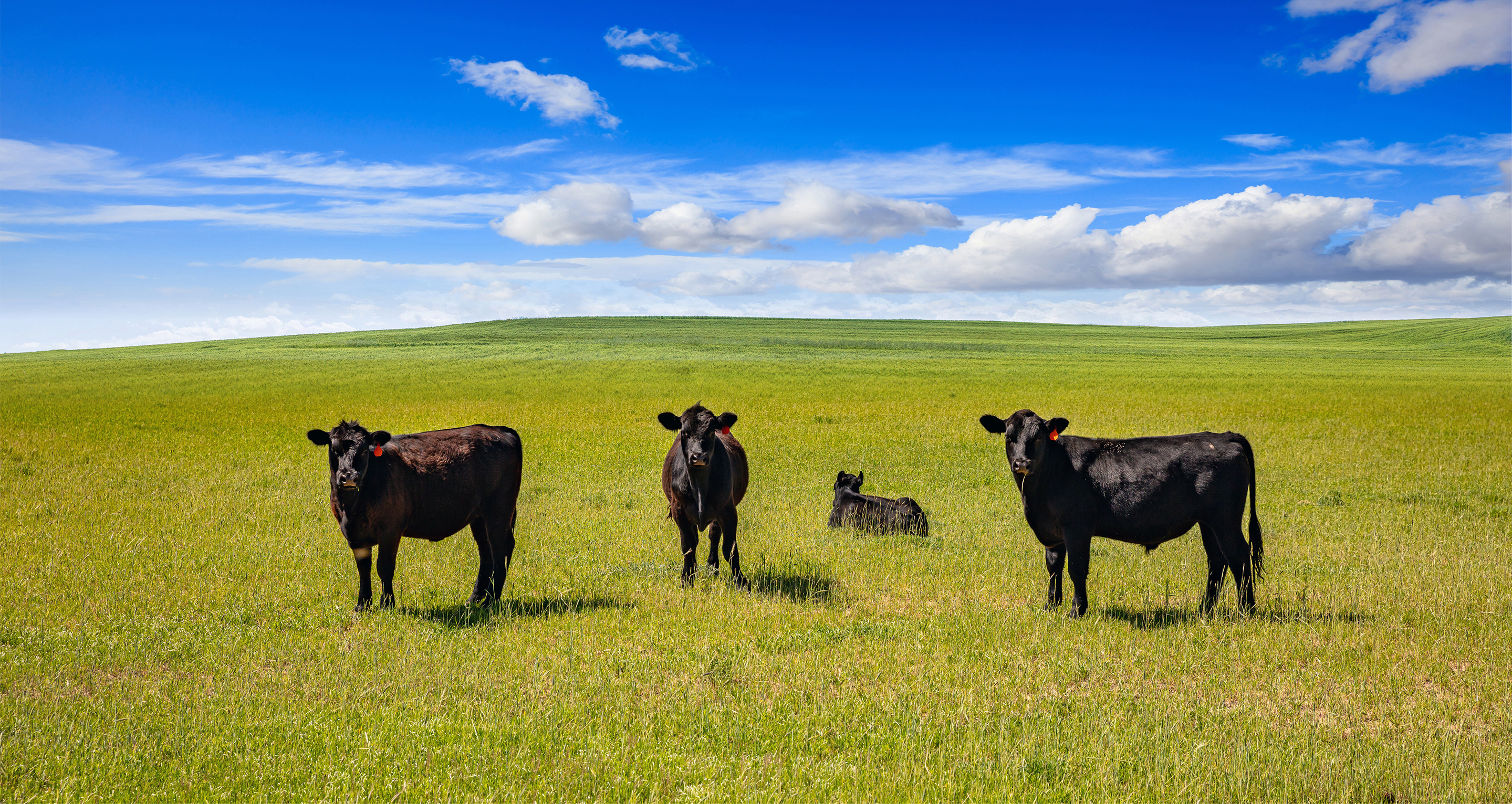 Ranching cover photo