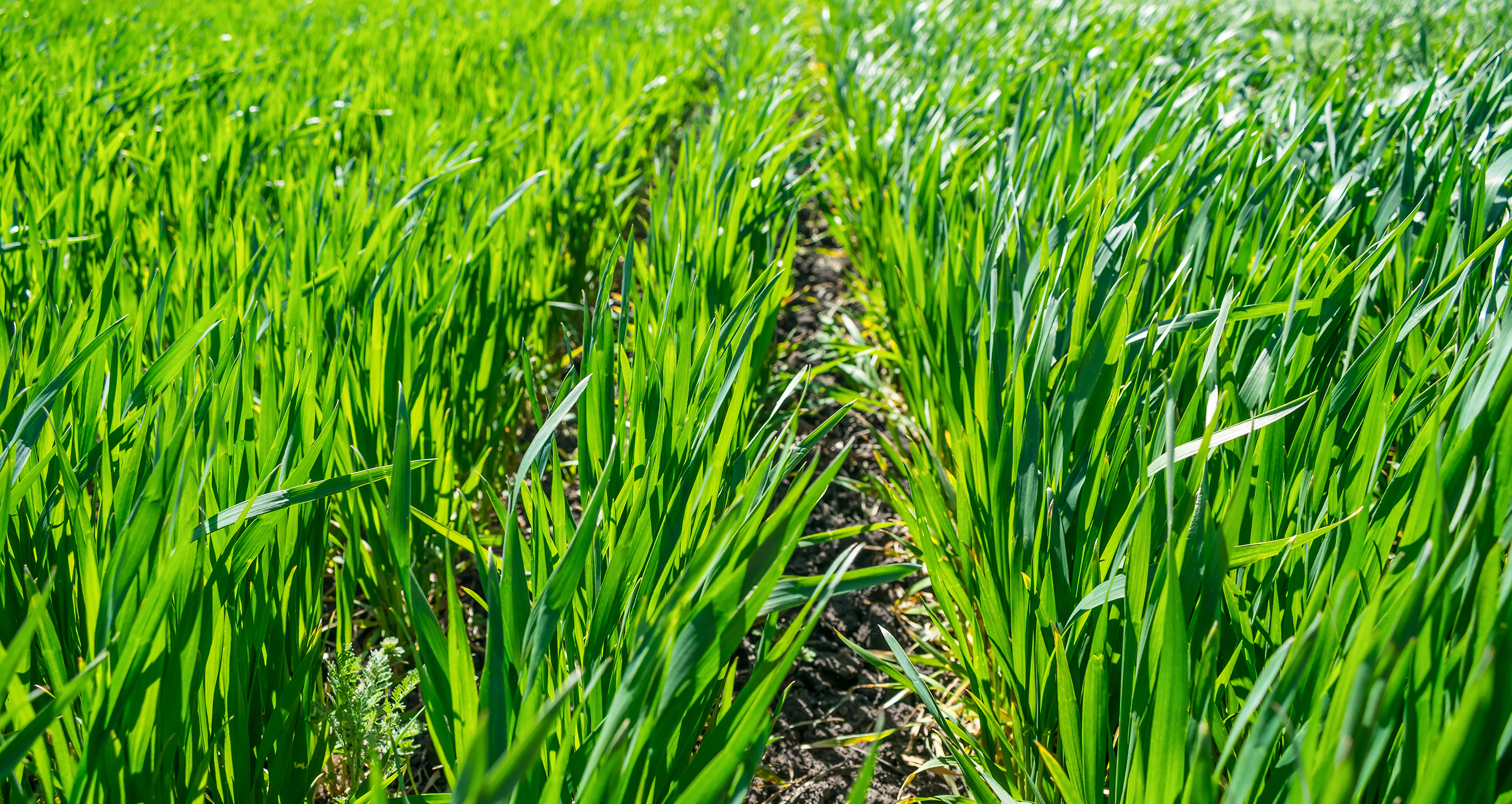 Regenerative ag cover photo