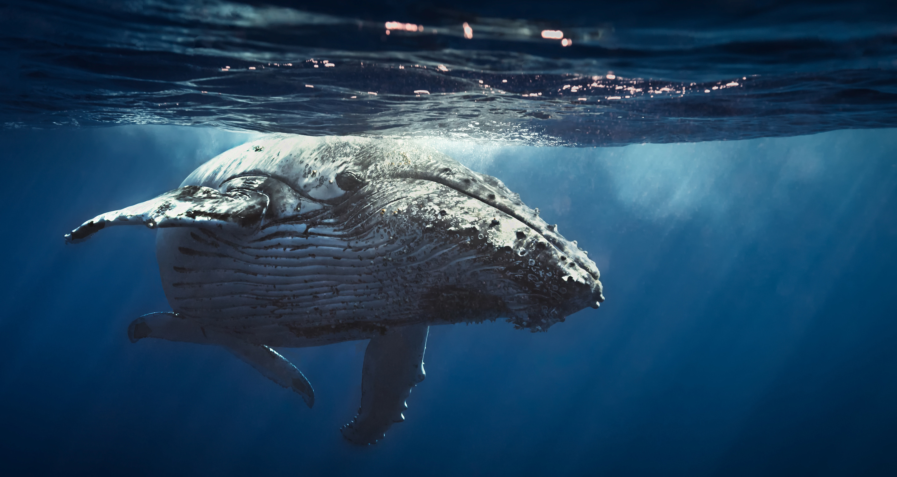 Whale 2880x1532